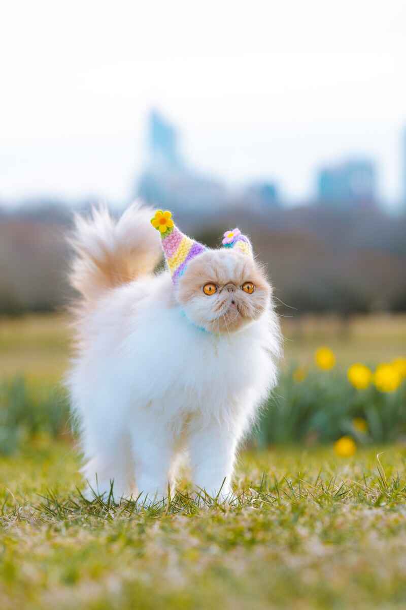 Top Off Your Cat’s Style with a Purr-fect Cat Hat